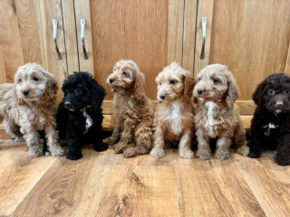 cockapoo-puppies-ready-now