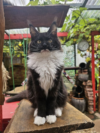 last-one-black-with-white-girls-maine-coon-kitten-big-1