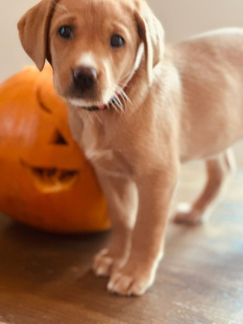 red-fox-labrador-big-0