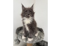 tica-registered-maine-coon-kittens-small-1