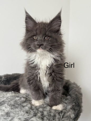 tica-registered-maine-coon-kittens-big-2
