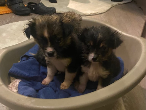 chihuahua-x-small-jack-russell-big-0