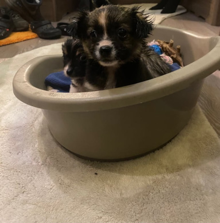 chihuahua-x-small-jack-russell-big-1