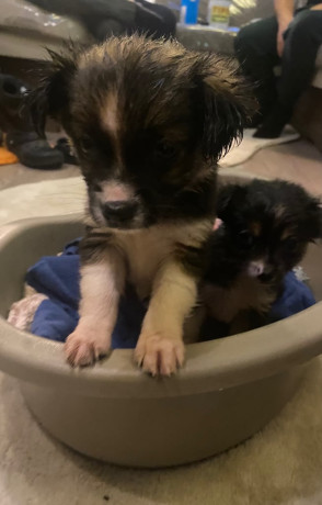 chihuahua-x-small-jack-russell-big-2