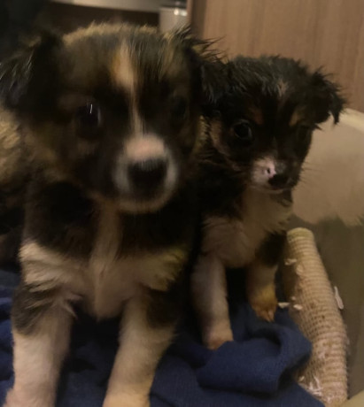 chihuahua-x-small-jack-russell-big-3