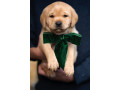 chunky-kc-registered-labrador-puppies-small-1