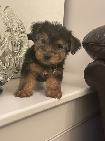 beautiful-male-yorkie-puppy-big-2