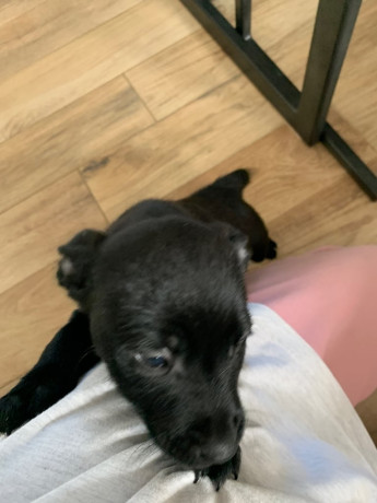 staffordshire-bull-terrier-x-lab-pups-big-2