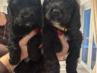 only-4-left-girl-cockers