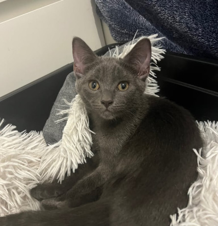 adorable-kittens-ragdoll-mixt-big-1