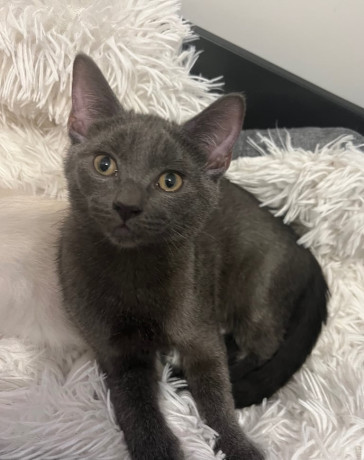 adorable-kittens-ragdoll-mixt-big-3