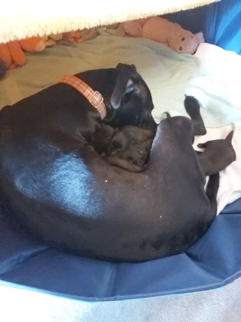 lab-cross-puppies-for-sale-big-1