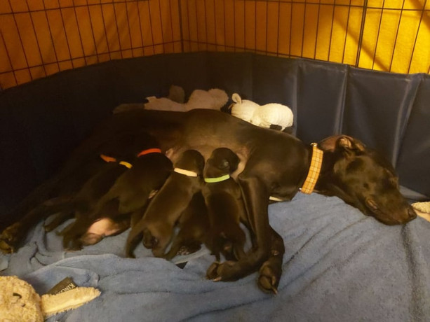 lab-cross-puppies-for-sale-big-2