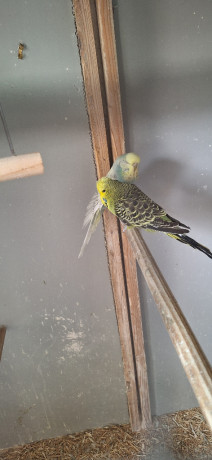 hand-tame-budgies-big-3