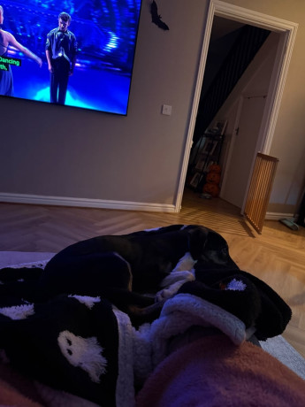 4-month-old-female-collielurcher-big-3