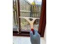 top-rated-cleaning-services-homes-offices-spotless-small-0