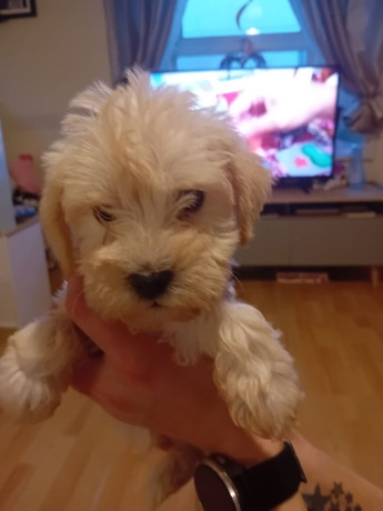 schnockerpoo-puppies-big-0