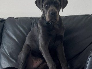 9-month-of-cane-corso