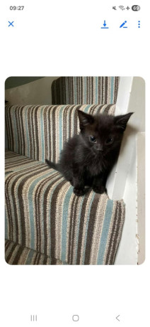 black-male-kitten-big-1