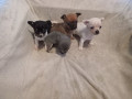 chihuahua-puppys-small-1