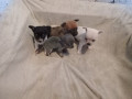 chihuahua-puppys-small-2