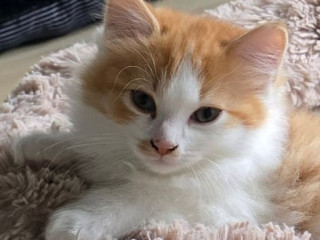 ragdoll-cross-kitten