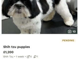shih-tzu-puppies