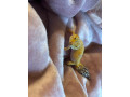 leopard-gecko-with-full-set-up-small-0