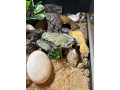 leopard-gecko-with-full-set-up-small-1
