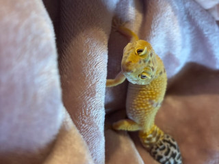 leopard-gecko-with-full-set-up
