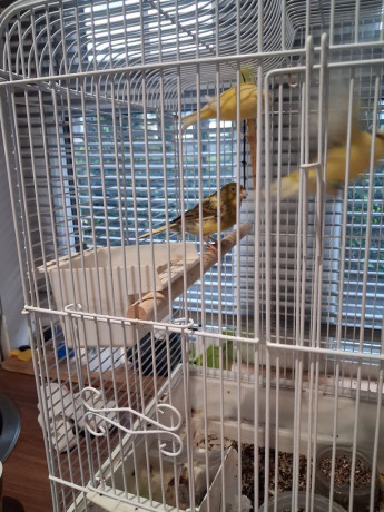 fife-fancy-canaries-big-0