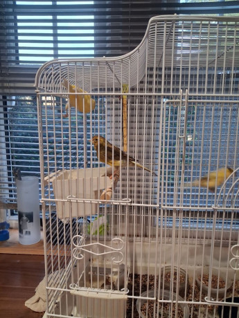 fife-fancy-canaries-big-2