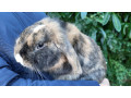 male-mini-lop-small-0