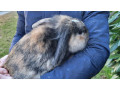 male-mini-lop-small-2