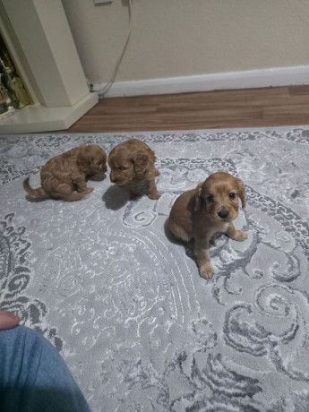 cockerpoo-puppies-big-0