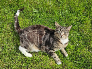 friendly-female-tabby-cat-looking-for-a-new-home