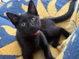 8-month-old-neutered-male-cat-looking-for-a-new-home