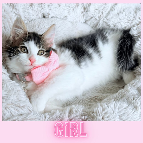 8-month-old-neutered-male-cat-looking-for-a-new-home-big-2