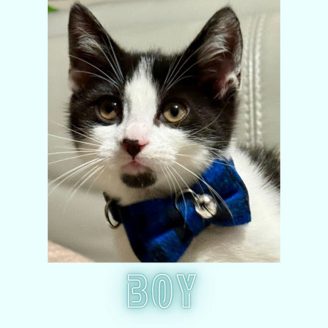 8-month-old-neutered-male-cat-looking-for-a-new-home-big-3