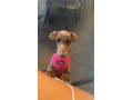 beautiful-3-year-old-dapple-miniature-dachshund-for-sale-small-0