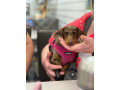 beautiful-3-year-old-dapple-miniature-dachshund-for-sale-small-1