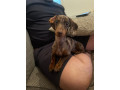 beautiful-3-year-old-dapple-miniature-dachshund-for-sale-small-2