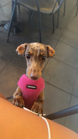 beautiful-3-year-old-dapple-miniature-dachshund-for-sale-big-0