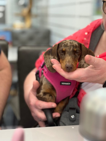 beautiful-3-year-old-dapple-miniature-dachshund-for-sale-big-1