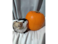 guinea-pigs-small-2