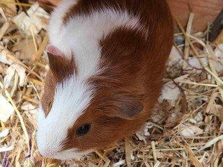 guinea-pigs