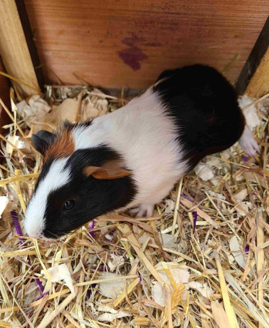 guinea-pigs-big-1