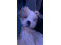 4-month-old-shih-tzu-small-2