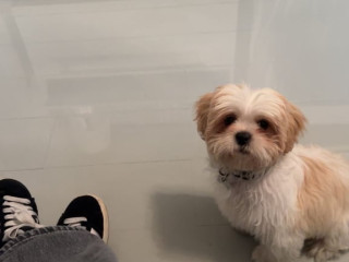 4-month-old-shih-tzu