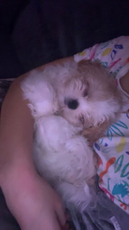 4-month-old-shih-tzu-big-1